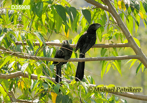 Smooth-billed Ani (Crotophaga ani)